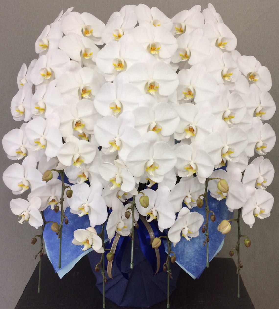 胡蝶蘭7本立　プラス