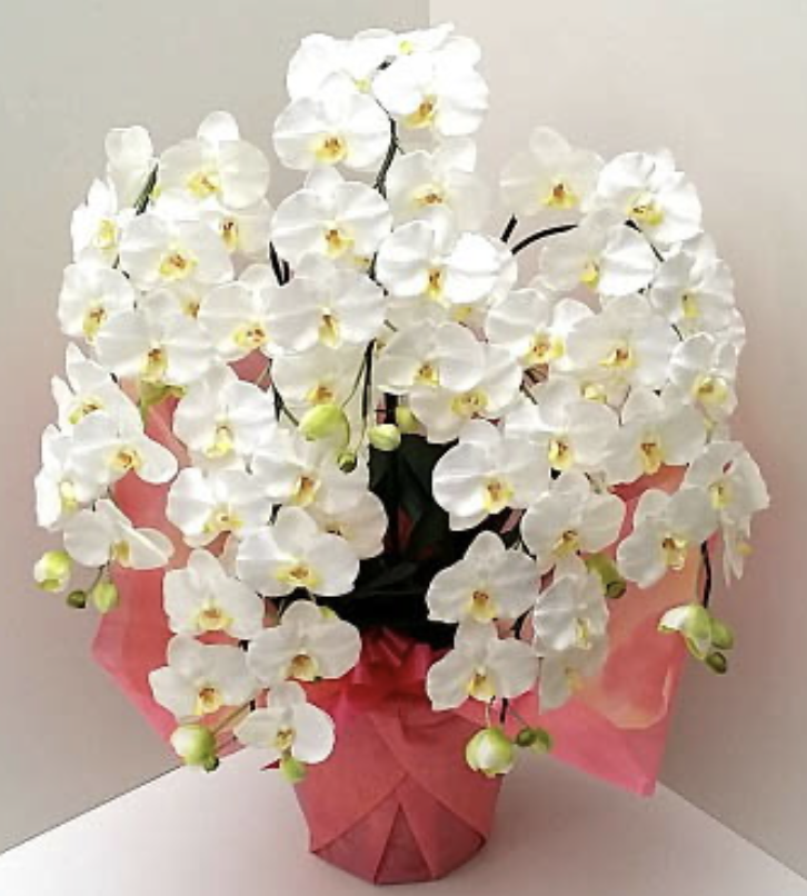 高級光触媒・造花胡蝶蘭5本立　スーペリア（ハイクオリティ仕上げ）