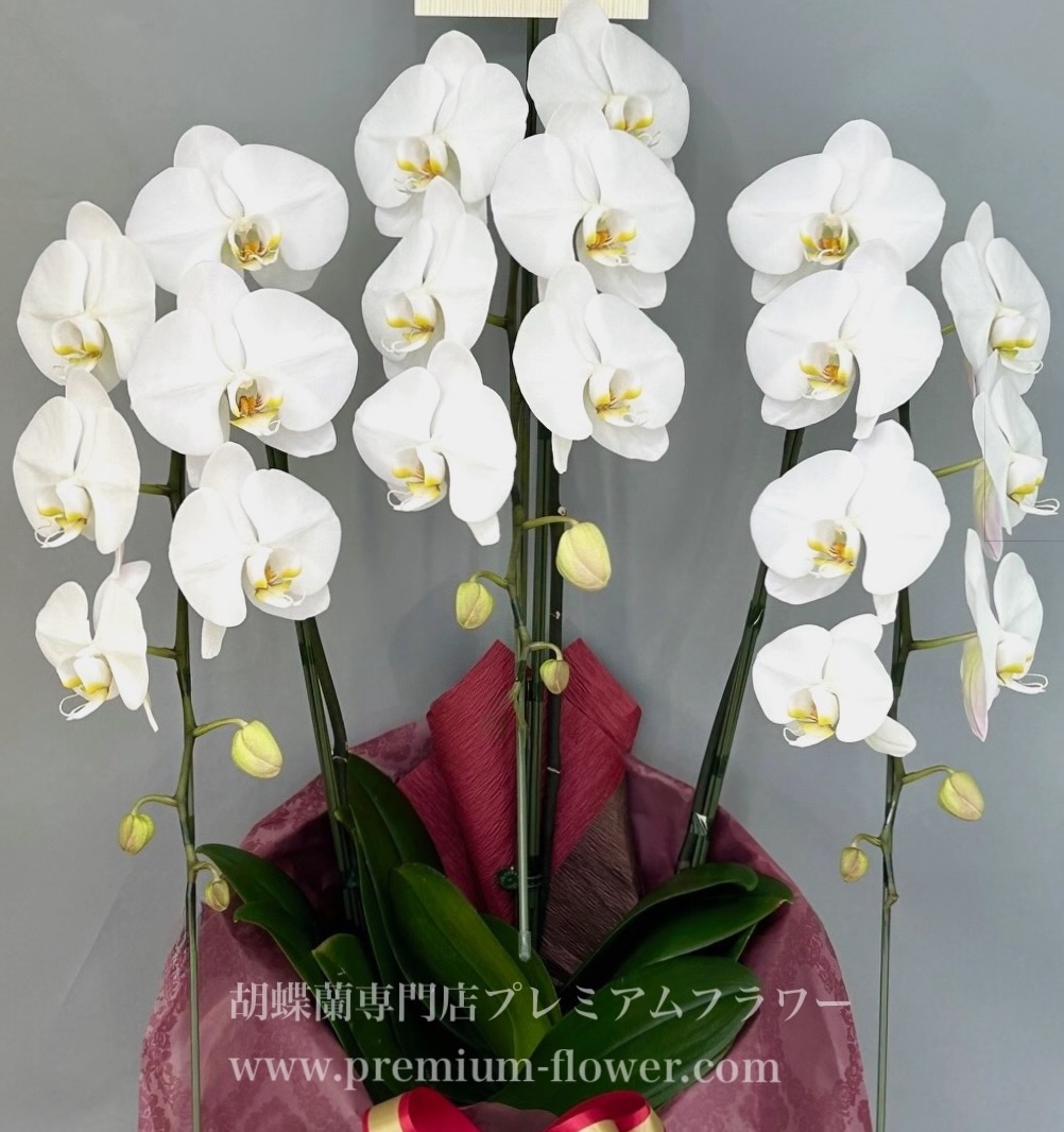 胡蝶蘭3本立　オーソドックス（冬季の北海道＆寒冷地・凍結保証付）　※蕾多めの可能性あり（こちらの商品は日々変動しやすいため、開花状況は都度確認お願いします）