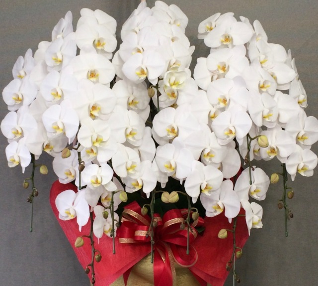 胡蝶蘭10本立　スマート　※全国配達可（沖縄離島以外）