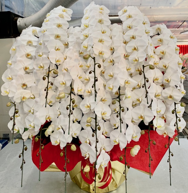 胡蝶蘭15本立　プレミアム