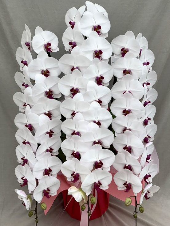 【セール中】胡蝶蘭3本立46輪(白) 特大 陶器鉢入り世界らん展受賞国分寺洋蘭園 セール中】胡蝶蘭3本立46輪(白) 特大 陶器鉢入り世界らん展