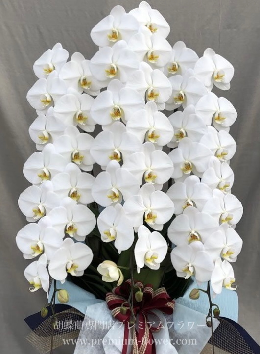 専用 3本立ちホワイト胡蝶蘭 クレイフラワー 専用 3本立ちホワイト胡蝶蘭 クレイフラワー 専用 ホワイト胡蝶