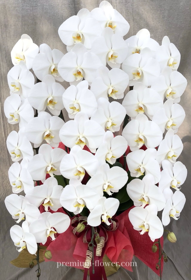 胡蝶蘭3本立　ラグジュアリー