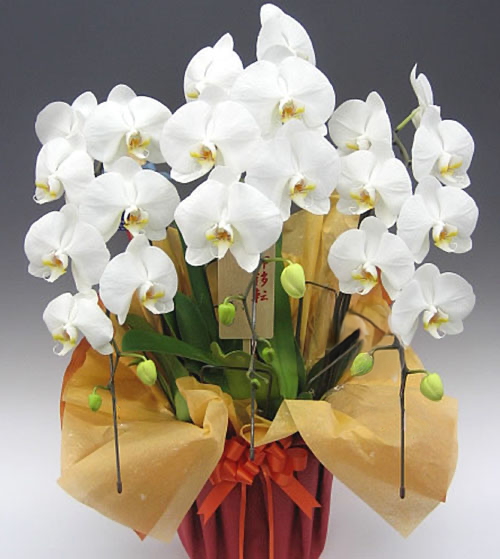 胡蝶蘭3本立　オーソドックス