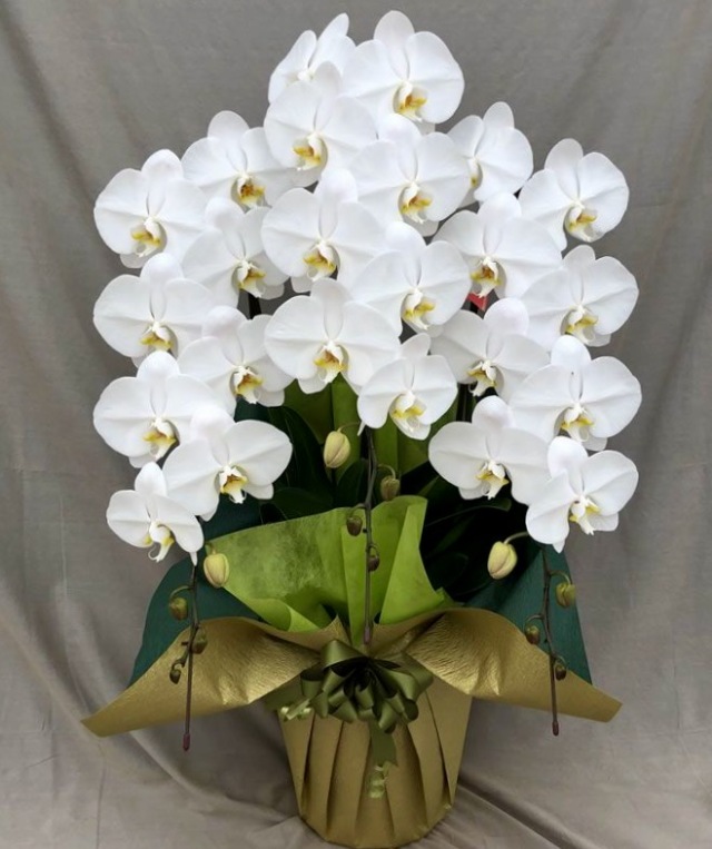 胡蝶蘭3本立 スマート 胡蝶蘭専門店プレミアムフラワー