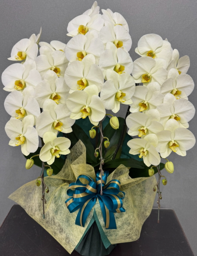 胡蝶蘭専門店プレミアムフラワー】珍しい色の胡蝶蘭