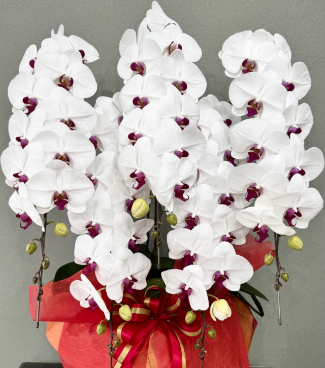 胡蝶蘭様 胡蝶蘭7本立 91輪以上 -red- | 観葉植物・お花の通販 AND PLANTS