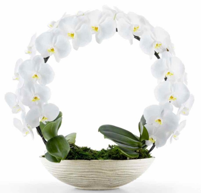 胡蝶蘭　縁 -en-（白）