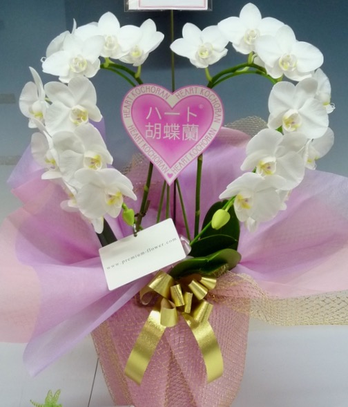 ハート胡蝶蘭（ミディ・白）