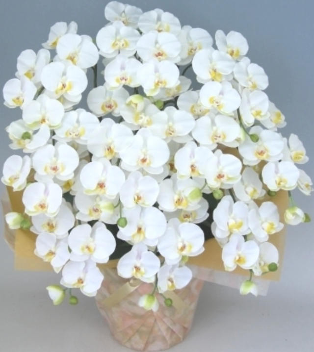 高級光触媒・造花胡蝶蘭10本立　オーソドックス（ハイクオリティ仕上げ）
