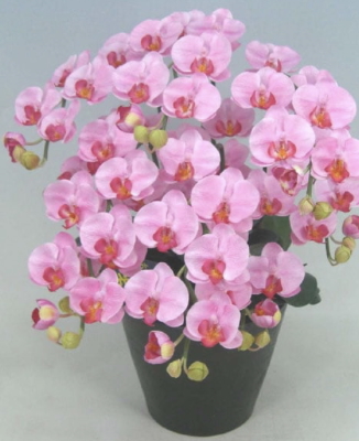 高級光触媒・造花胡蝶蘭ミディ5本立　デラックス（ハイクオリティ仕上げ）