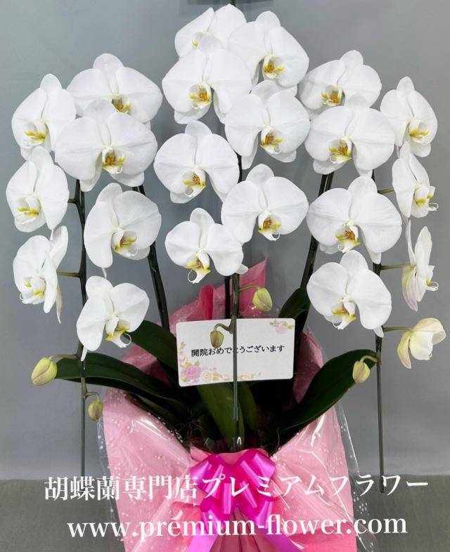 胡蝶蘭3本立　スマート（冬季の北海道＆寒冷地・凍結保証付）　※蕾多めの可能性あり（こちらの商品は日々変動しやすいため、開花状況は都度確認お願いします）
