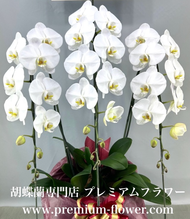 胡蝶蘭3本立　デラックス（冬季の北海道＆寒冷地・凍結保証付）　※蕾多めの可能性あり（こちらの商品は日々変動しやすいため、開花状況は都度確認お願いします）