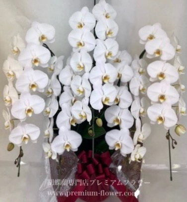 胡蝶蘭5本立　デラックス（冬季の北海道＆寒冷地・凍結保証付）　※蕾多めの可能性あり（こちらの商品は日々変動しやすいため、開花状況は都度確認お願いします）