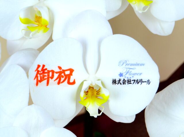 花びらメッセージ胡蝶蘭3本立　プラス　※ロゴ・画像入れ可