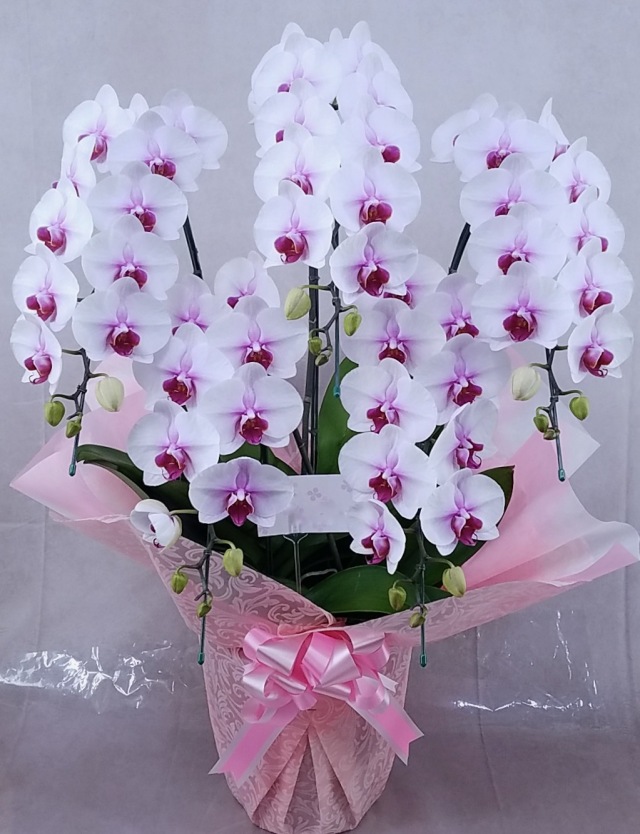 胡蝶蘭大きめミディ（中輪）5本立　沖縄　デラックス