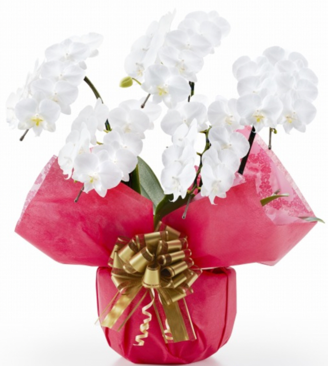 胡蝶蘭ミディ5本立　オーソドックス