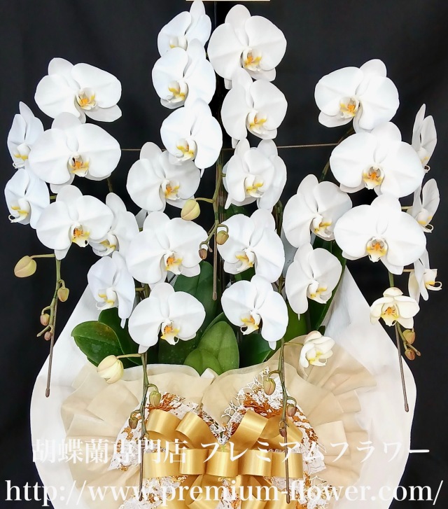 胡蝶蘭5本立　沖縄　オーソドックス