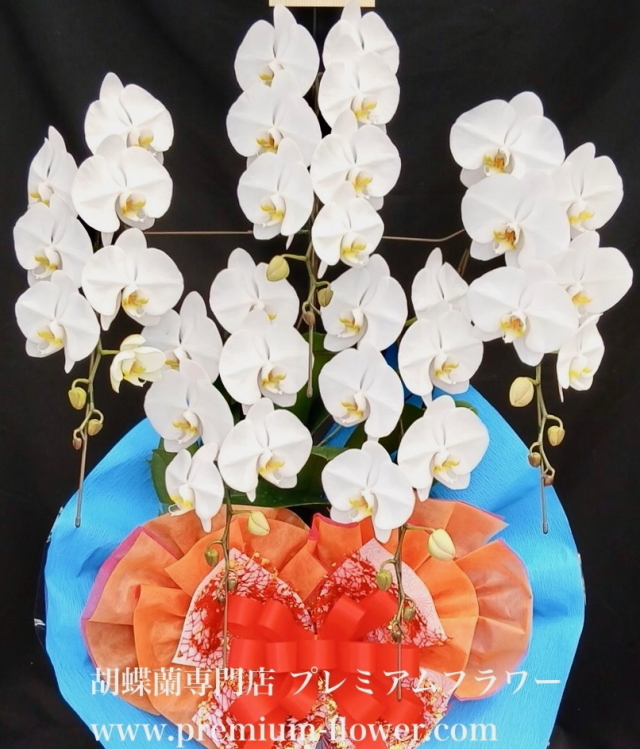 胡蝶蘭5本立　沖縄　デラックス