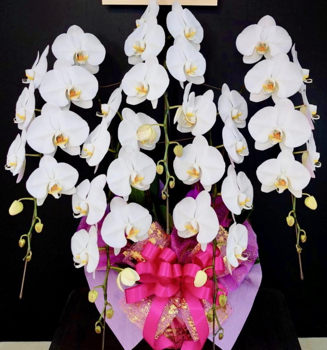 胡蝶蘭5本立　沖縄　プラス