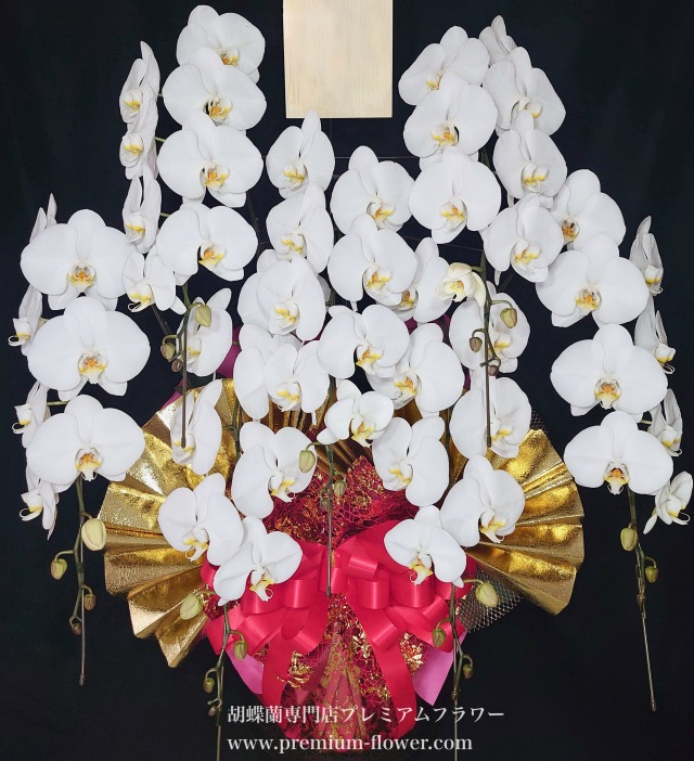 胡蝶蘭7本立　沖縄　プラス