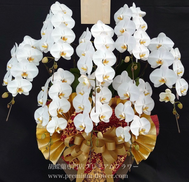 胡蝶蘭8本立　沖縄　デラックス