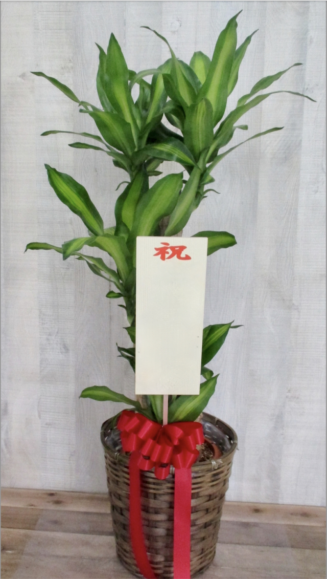 観葉植物　ミディアム　1.2万円コース（インテリア鉢カバー付き）