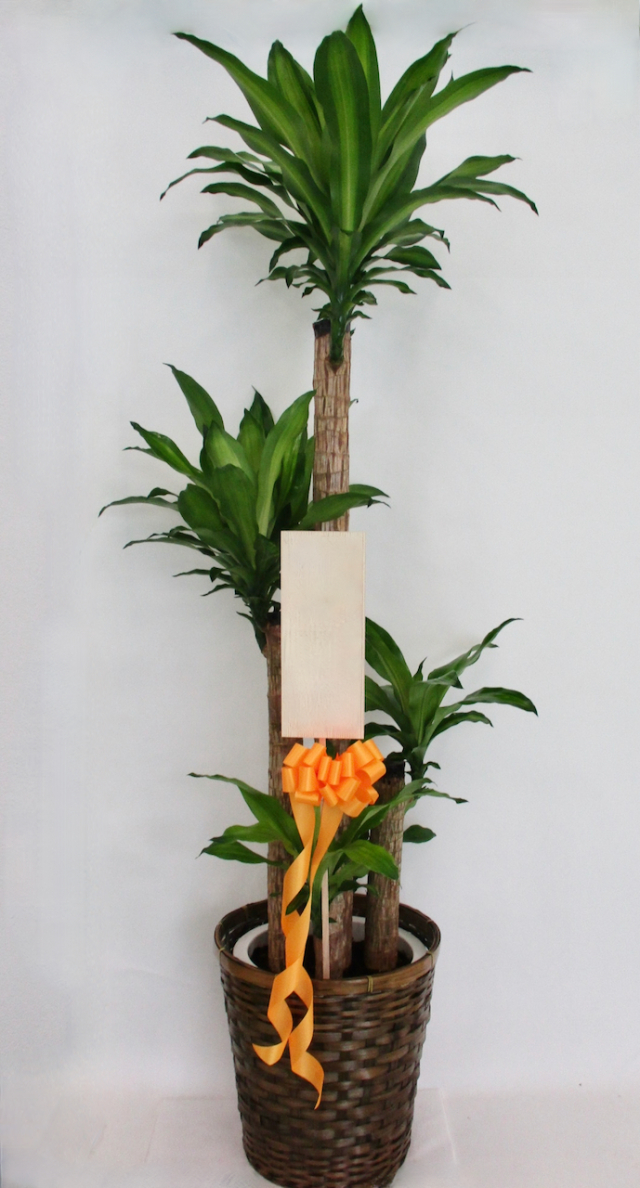 観葉植物　トール　1.8万円コース（インテリア鉢カバー付き）