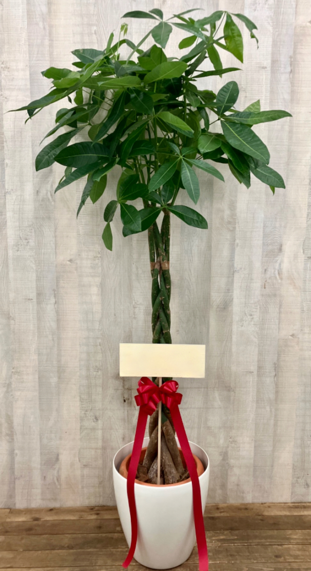 【希少】Umbrella Tree Pot 鉢2個セット 希少】Umbrella Tree Pot 鉢2個セット