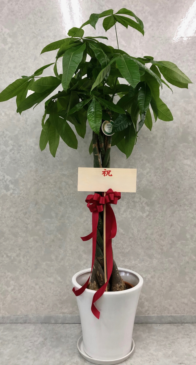 観葉植物　トール　2.7万円コース（陶器鉢付き）