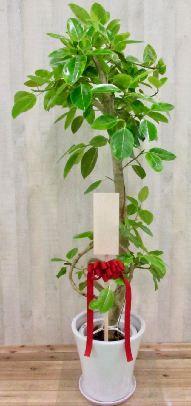 定価3万円観葉植物フェイク 定価3万円観葉植物フェイク