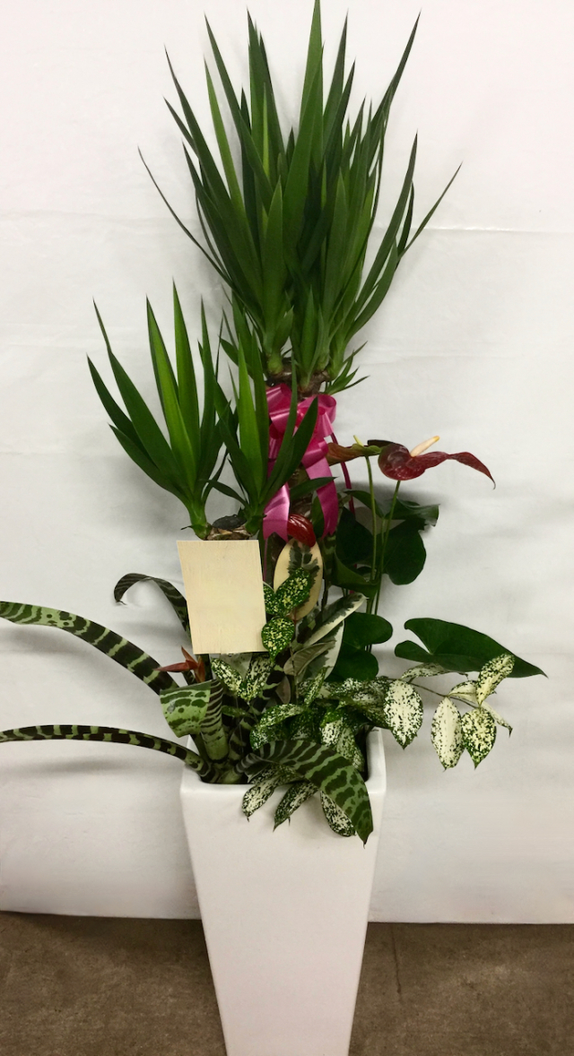 観葉植物　アレンジ寄せ植え（陶器鉢付き）　※大きさ選べます