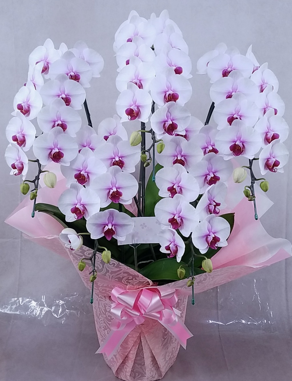 胡蝶蘭大きめミディ（中輪）5本立　沖縄　デラックス