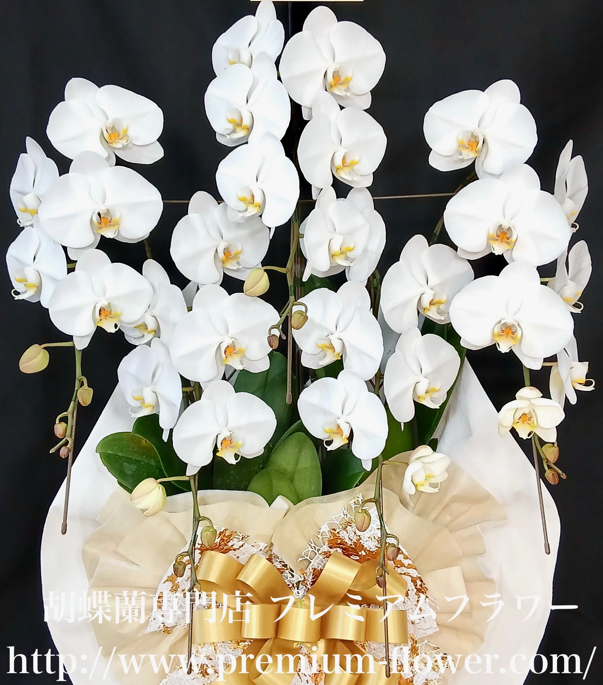 胡蝶蘭5本立　沖縄　オーソドックス