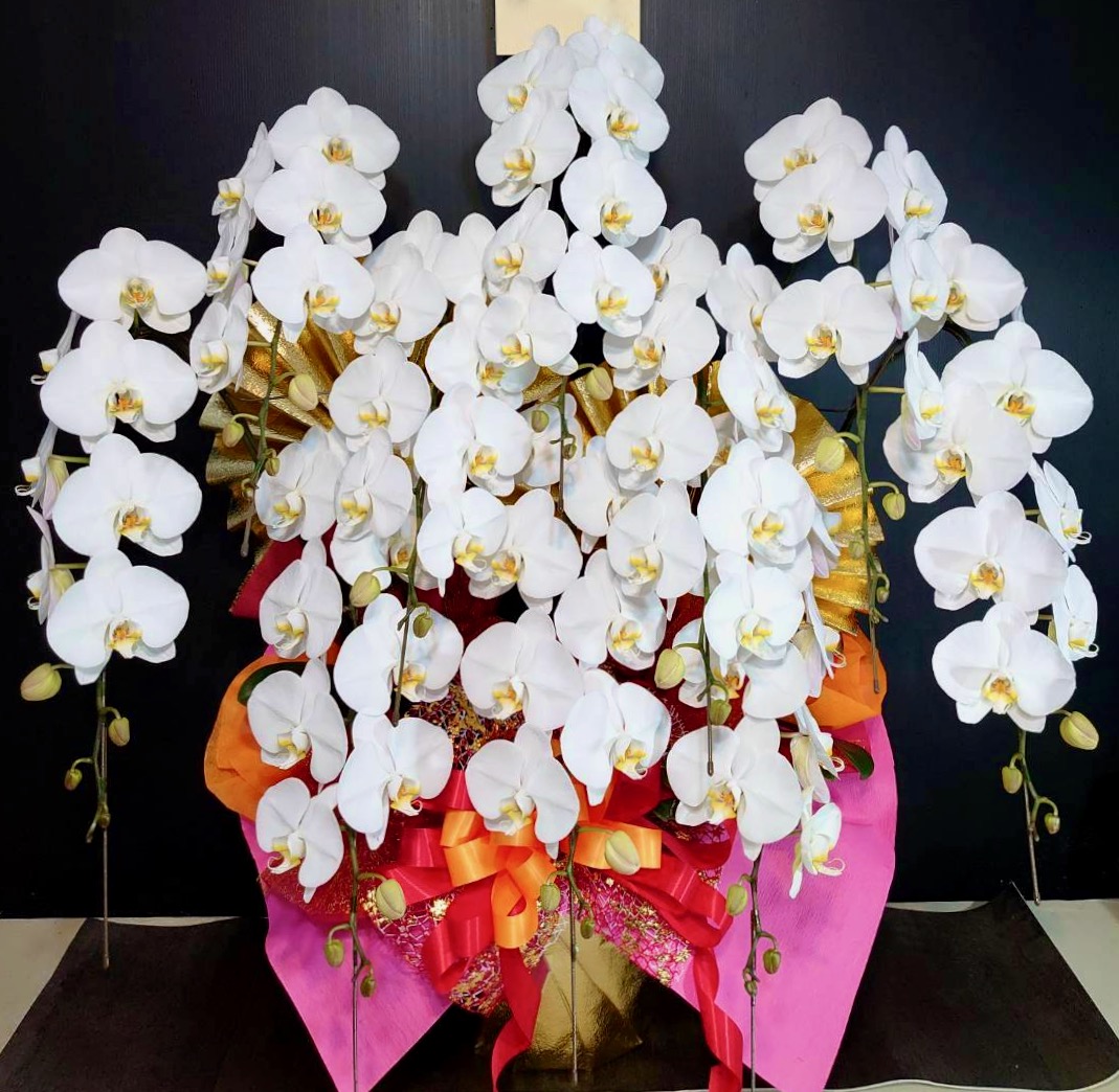 胡蝶蘭10本立　沖縄　デラックス