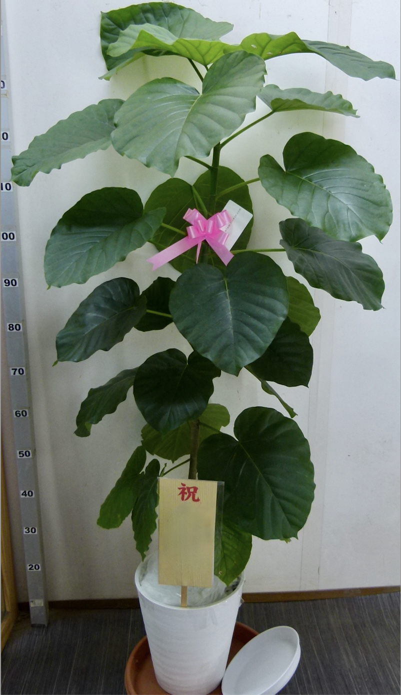 観葉植物　ミディアム　1.4万円コース（ホワイトインテリア鉢カバー付き）