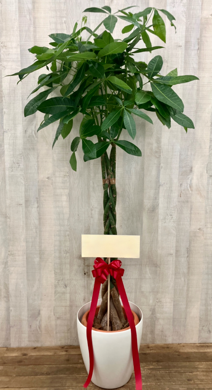 観葉植物　トール　2万円コース（ホワイトインテリア鉢カバー付き）