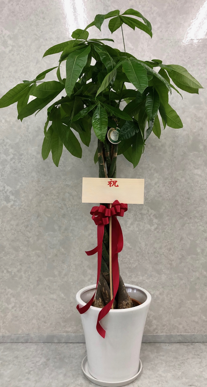 観葉植物　トール　2.7万円コース（陶器鉢付き）