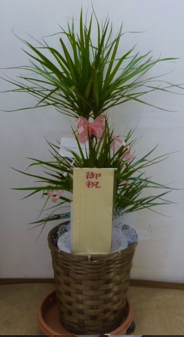 観葉植物　スマート　8,000円コース（インテリア鉢カバー付き）