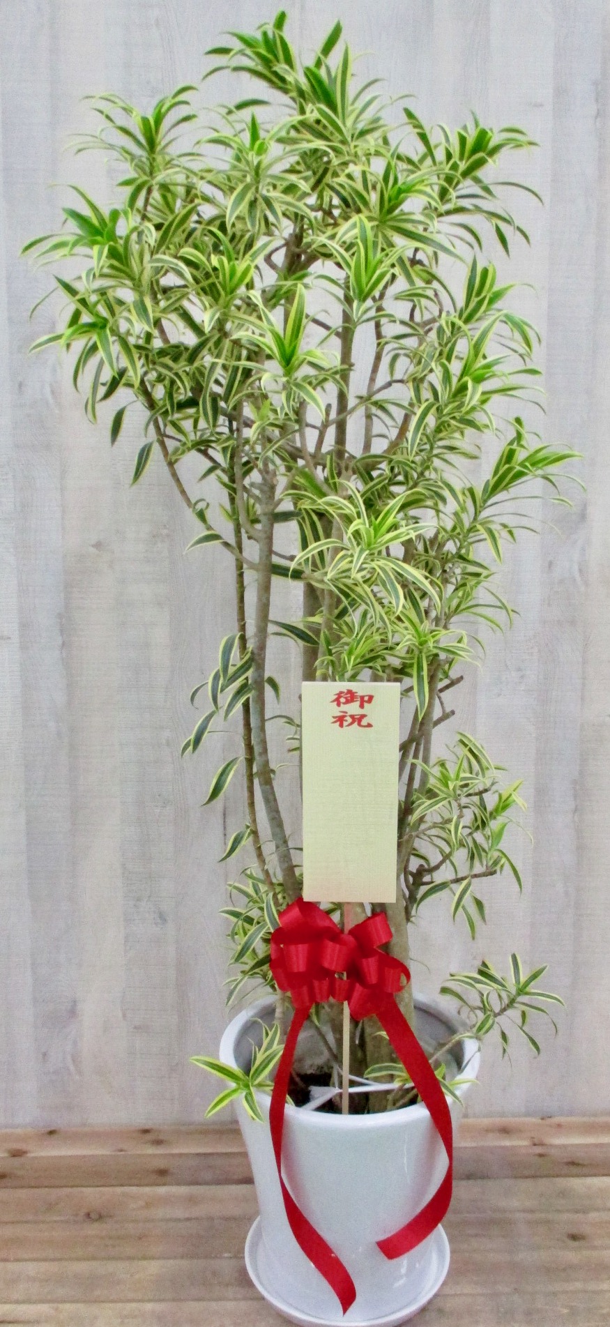 観葉植物3万円コース 高級陶器鉢付き 胡蝶蘭専門店プレミアムフラワー