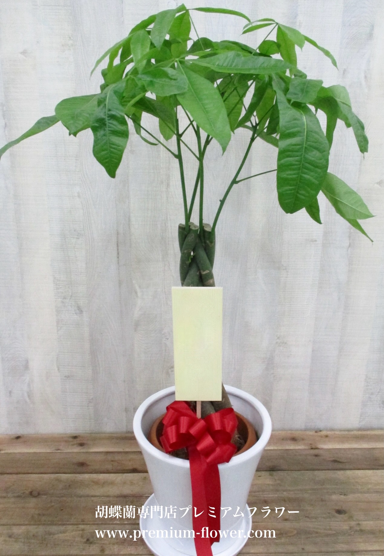 観葉植物　ミディアム（高級陶器鉢付き）
