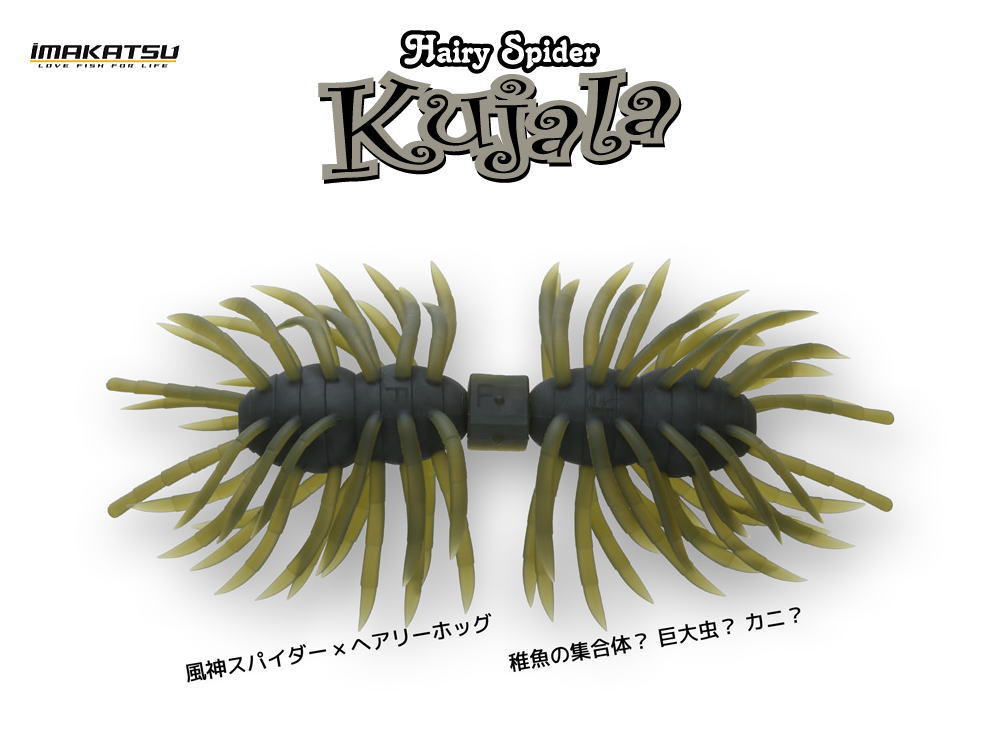 イマカツ　ヘアリースパイダー クジャラ FECO認定