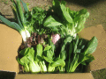 無農薬野菜セット