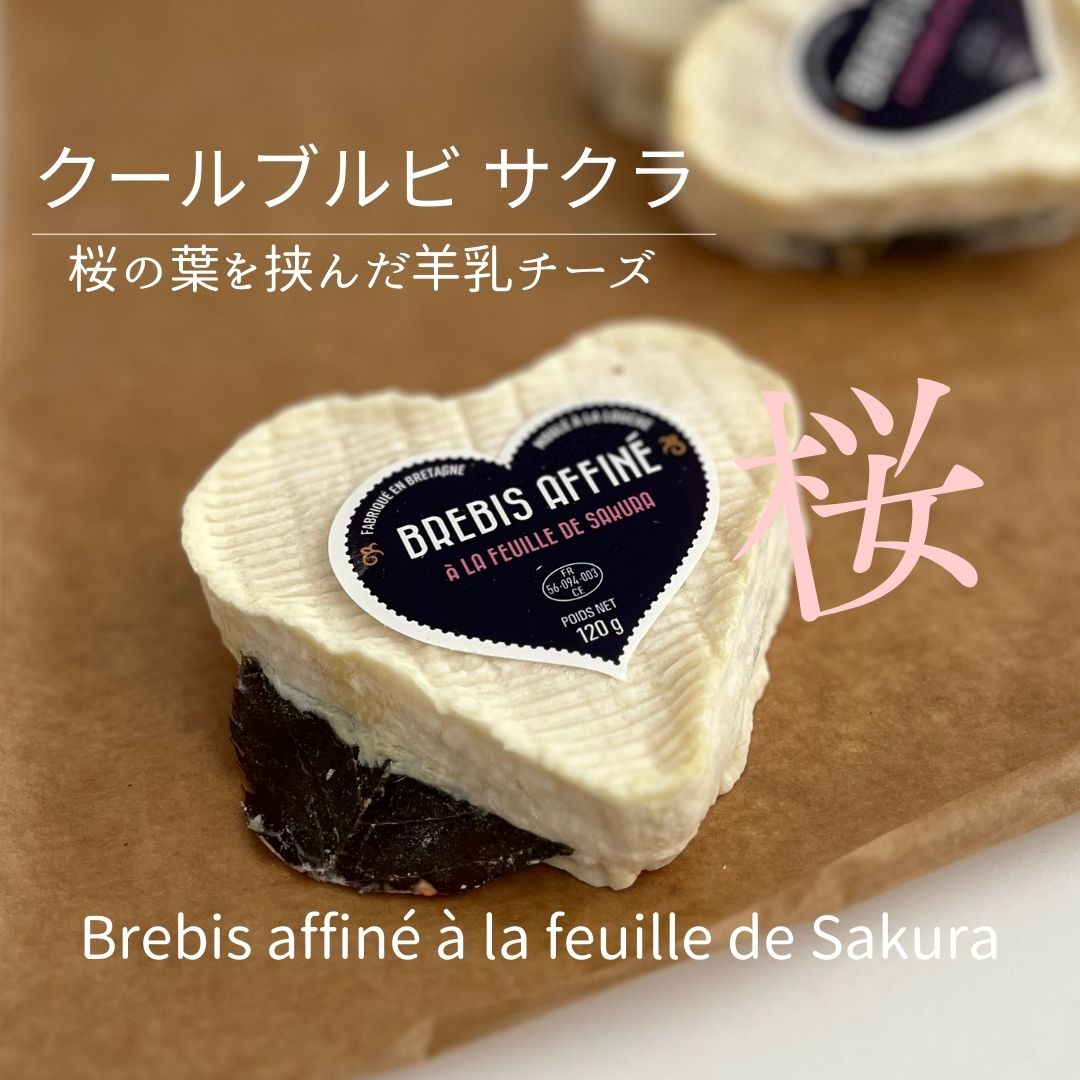 クール　ブルビ　サクラ　桜