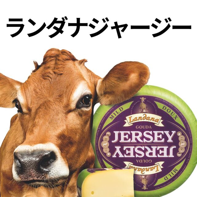 ランダナジャージー　