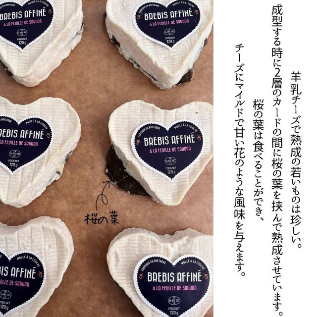 クール　ブルビ　サクラ　桜