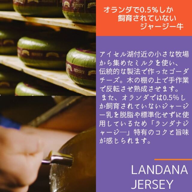 チーズバーグコバヤディッシュMサイズ（フォルト、クンデ） ランダナジャージー【チーズ専門店 キャトルフォイユ】