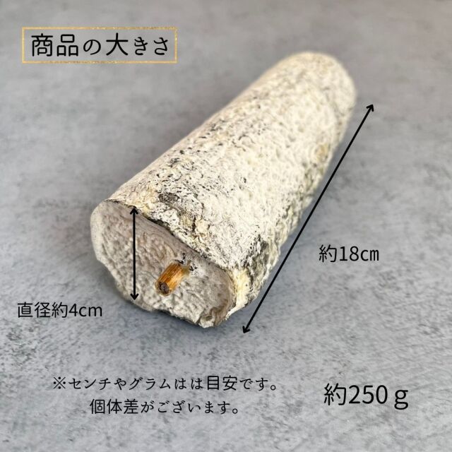 【1ペア】チモールフタオチョウ（チモール産） 予約販売：6月下旬～7月中旬 お届け予定】52TOYS TOYZEROPLUS