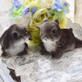 ちびラビット２羽